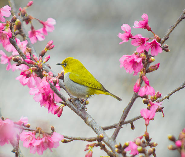 istock white-eye Bird on Cherry Blossom and sakura 469550027