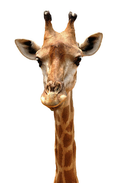 istock Giraffe head in public zoo. 469550110
