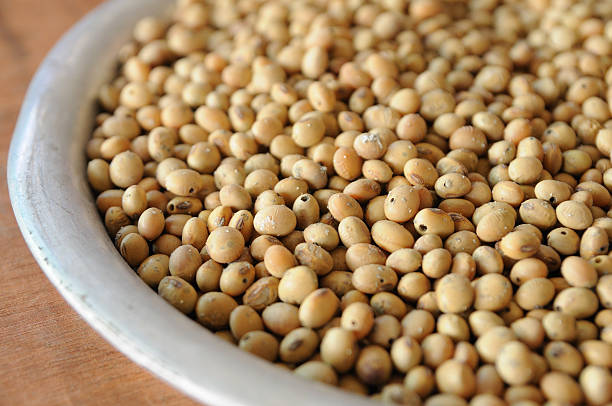 istock Close up rotten soybean seed in aluminium tray 469550479