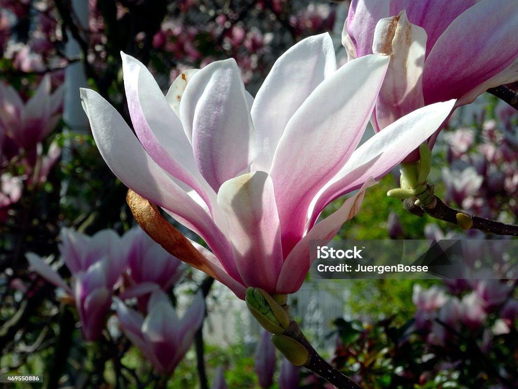 Magnolia Baum - Lizenzfrei 2015 Stock-Foto