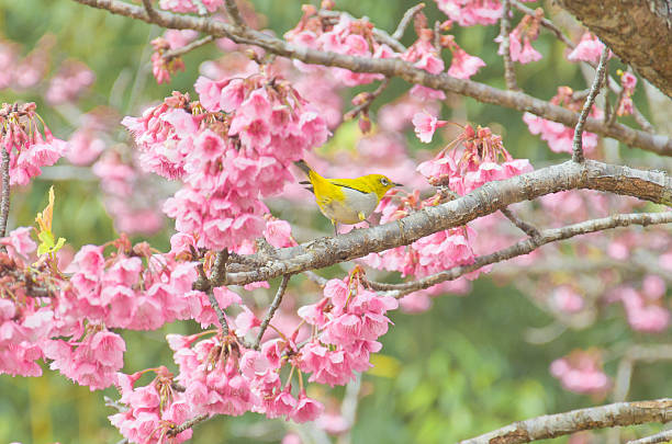 istock white-eye Bird on Cherry Blossom and sakura 469550925