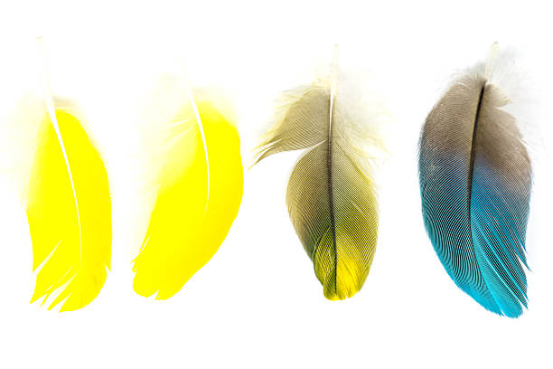 bird feathers isolated stock photo