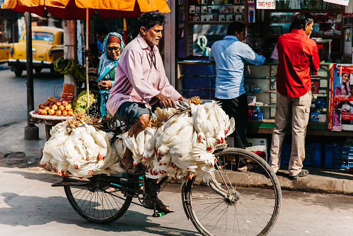 Kolkata, India - March 7, 2014: Man rides bicycle full of chickens to the market for sale in the streets of Kolkata, India