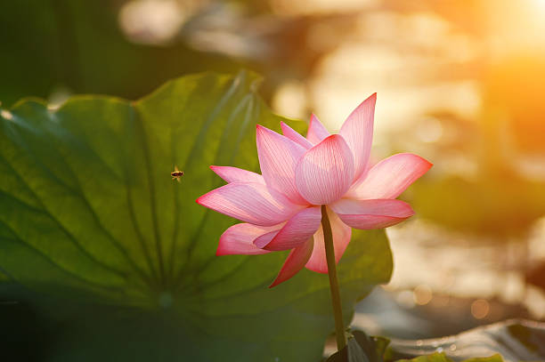 istock lotus flower blossom 469552701