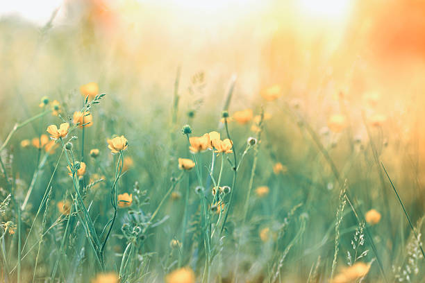 istock Soft focus on yellow flowers in meadow 469554746