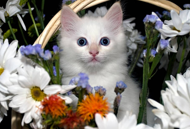 Little kitten in a basket of flowers stock photo