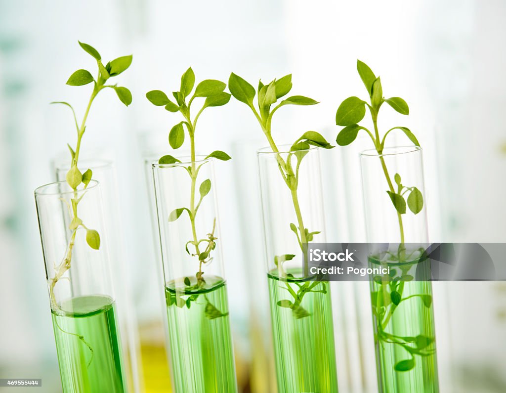 Plants in test tubes getting analyzed in a laboratory Genetically modified plants. Plant seedlings growing inside of test tubes Plant Stock Photo