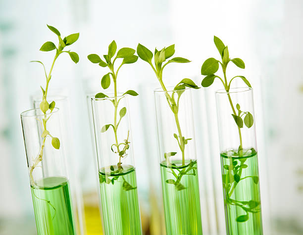 Plants in test tubes getting analyzed in a laboratory Genetically modified plants. Plant seedlings growing inside of test tubes agricultural science stock pictures, royalty-free photos & images