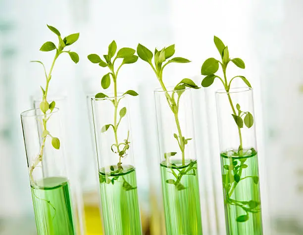 Photo of Plants in test tubes getting analyzed in a laboratory