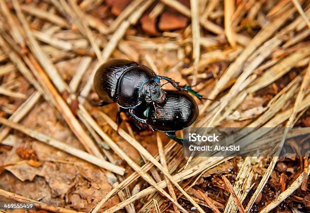 Photo libre de droit de Dans La Forêt Beetles Procreation Bien Remplie banque d'images et plus d'images libres de droit de Palmier nain - Palmier nain, Cafard, Insecte