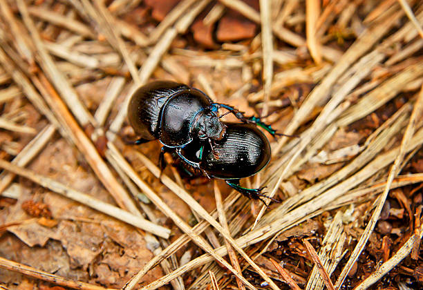 In the spring forest beetles busy procreation.