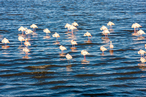 istock Group Of Flamingos 469556745