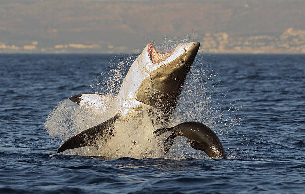 tiburón jaquetón saltar fuera del agua - saltos fuera del agua fotografías e imágenes de stock