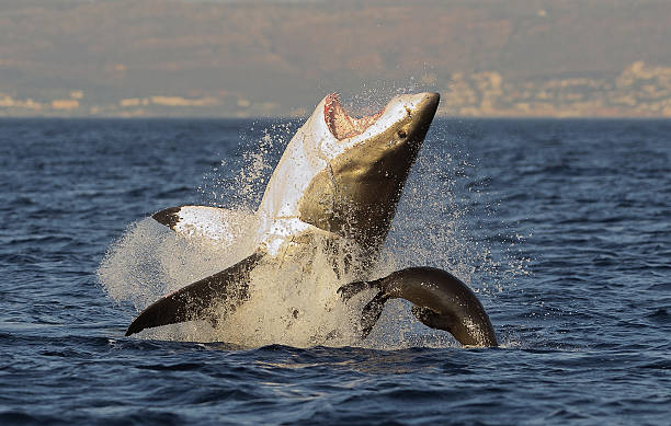 Great White Shark breaching Great White Shark (Carcharodon carcharias) breaching in an attack on seal , South Africa predator teeth stock pictures, royalty-free photos & images