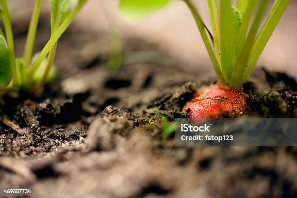 Closeup Radishes Growing In A Garden Homegrown Organic Vegetables Stock Photo - Download Image Now