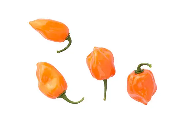 Photo of Habanero orange - variety of very hot chili pepper