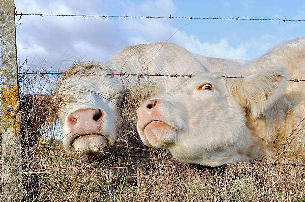 istock Funny portraits of cows 469557879