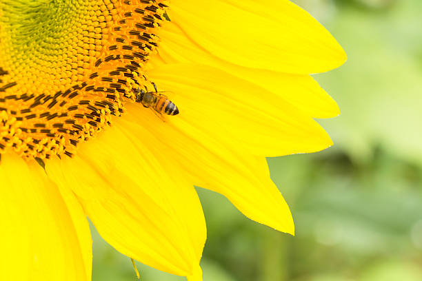 istock Close-up Bee on sunflower 469557903