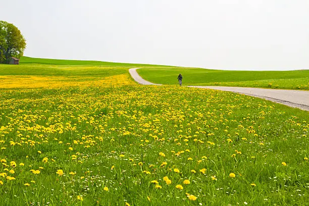 Spring meadow with cyclist and country road, Bavaria, Germany