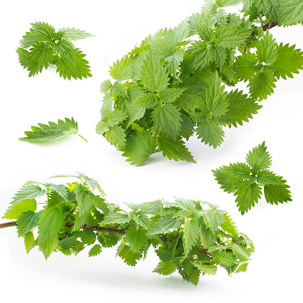 Leaves and branches of nettle on a white background stock photo