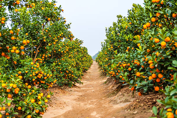 istock Plant orange trees at Hanoi, Vietnam 469559315