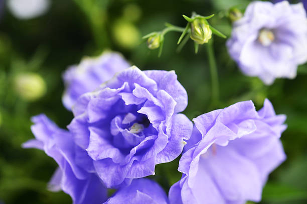 istock campanula bellflowers 469560293