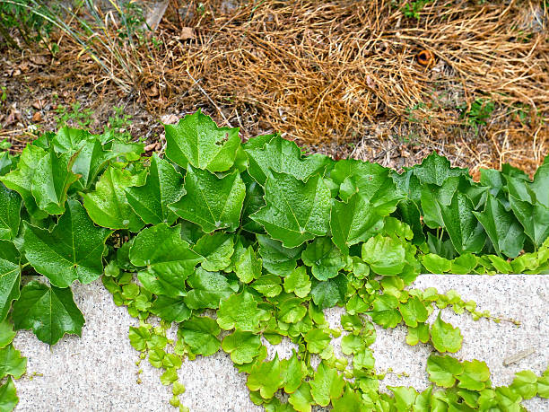 istock Beautiful ivy on granite decorative border 469561020