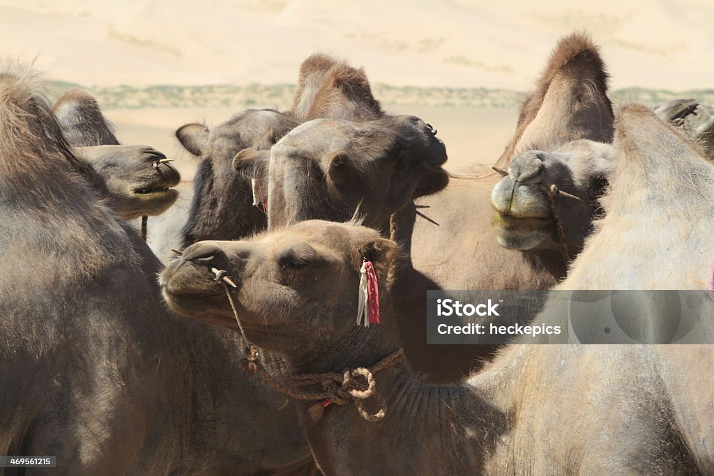 Kamel in der Wüste Gobi - Zbiór zdjęć royalty-free (Azja)