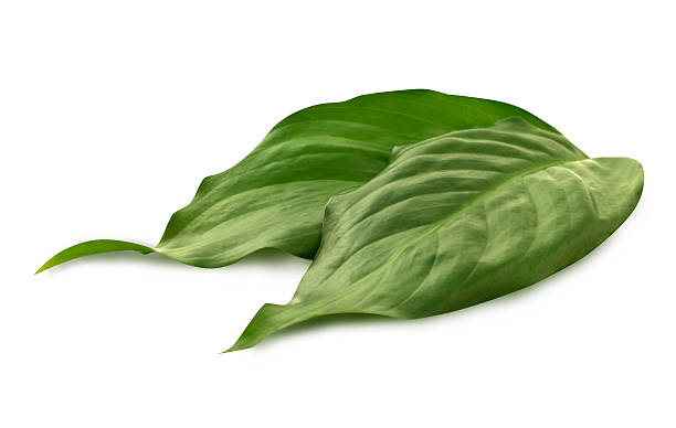 Group of green leaves a white stock photo