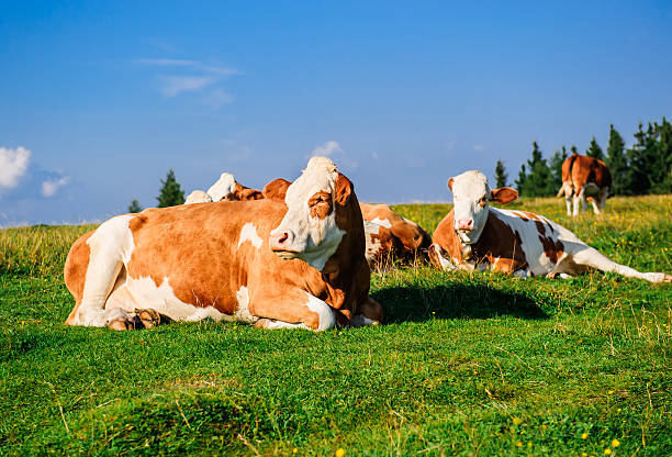 istock Herd of cows grazing on meadow 469564691
