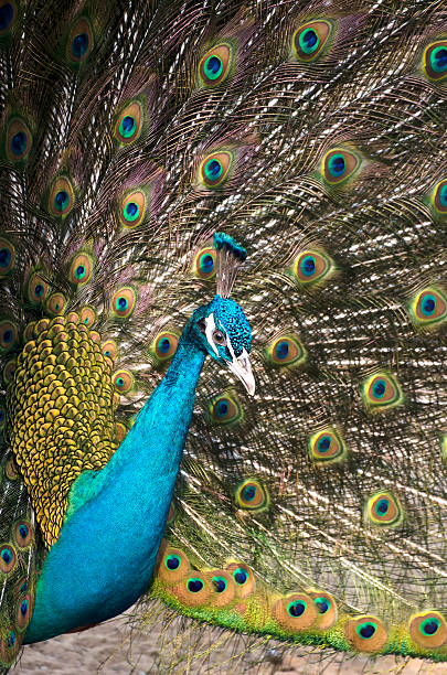 istock Portrait of beautiful peacock. 469565849