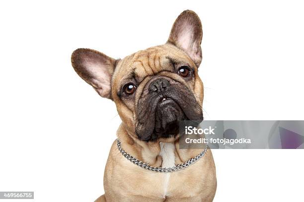 French Bulldog Closeup Portrait Stock Photo - Download Image Now - Close-up, French Bulldog, Portrait