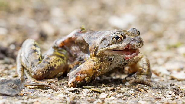 istock Macro of a dying frog isolated 469567067