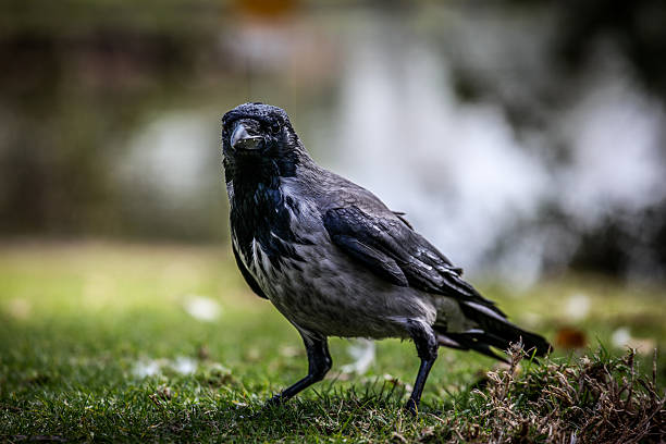 istock crow is guarding his friends 469567513