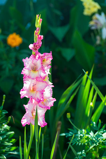 istock pink gladioli in a wild garden 469567868