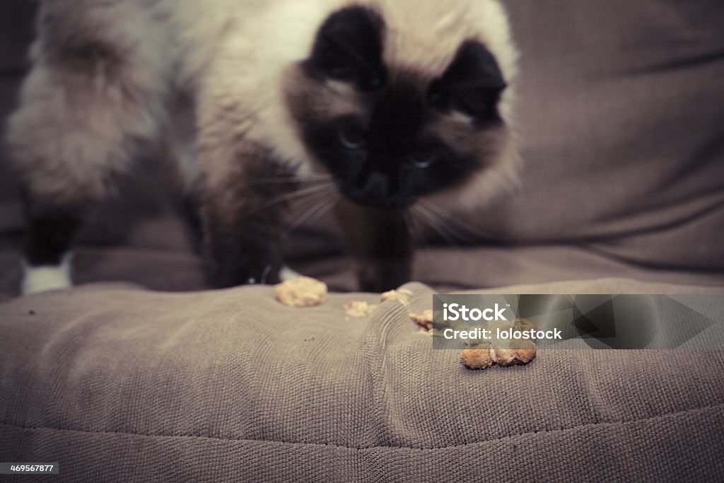 Cat throwing up furball on sofa Domestic Cat Stock Photo