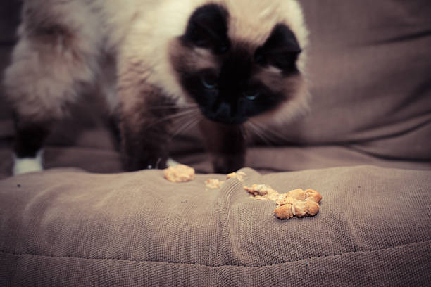 Cat throwing up furball on sofa Cat throwing up furball on sofa birman photos stock pictures, royalty-free photos & images