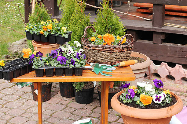 istock Outdoor gardening tools and flowers 469568302
