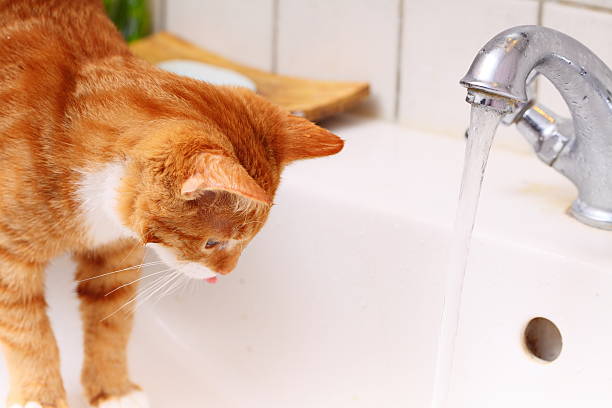 istock Animals at home red cat drinking water in bathroom 469568541