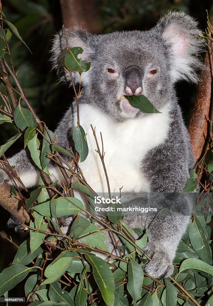 cute koala koala are native to australia sleep many hours a day 2015 Stock Photo