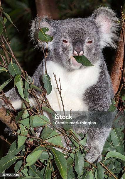 Cute Koala Stock Photo - Download Image Now - 2015, Animal, Animal Body Part