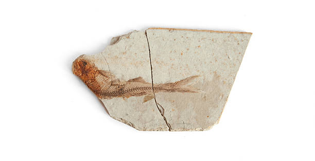 istock Single fish fossil in white background 469568820