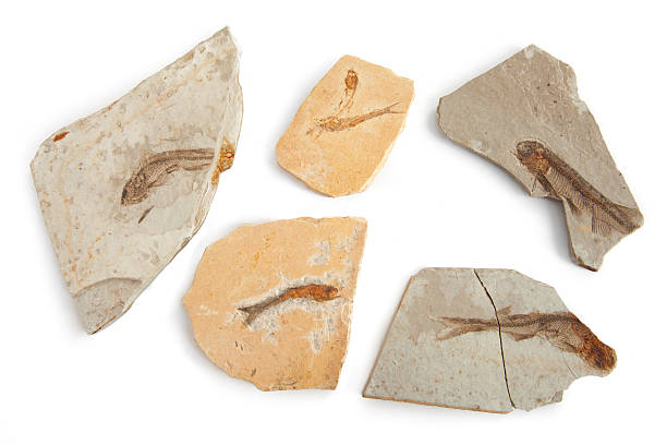 istock Six fishes fossils in white background 469568822