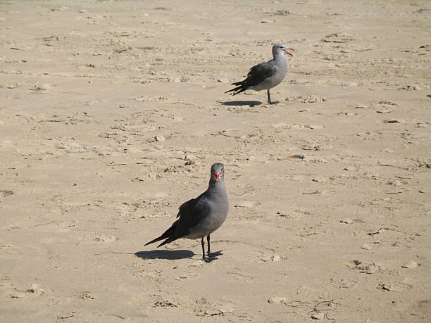 istock Two birds on a South Californian beach 469569347