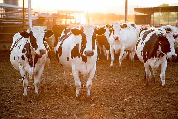 istock Cows in farmhouse at Sunset 469572404