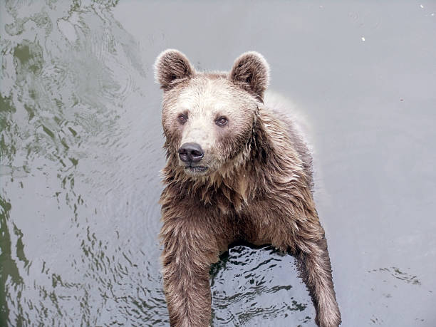 istock Brown Bear in the Water 469572599