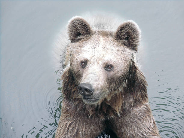 istock Brown Bear in the Water 469572605