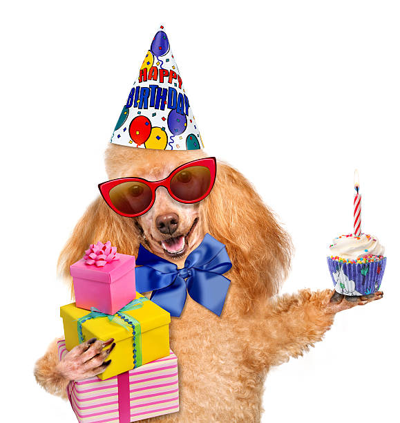 istock Birthday dog with presents and cake. 469572849