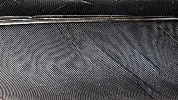 istock Very close view of a crow's feather 469573021