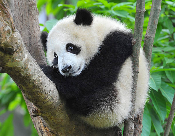 giovane orso panda a albero - panda outdoors horizontal chengdu foto e immagini stock